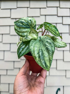 4" Peperomia Harmony’s Gold Dust / Variegated Watermelon