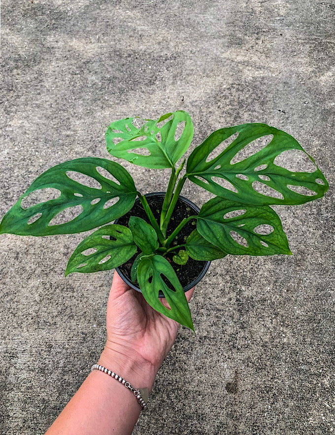 monstera adansonii different forms 4" Monstera Adansonii Wide Form – Angie's Planties