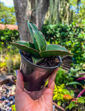 Load image into Gallery viewer, Sansevieria Samurai 4"
