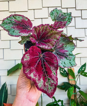Load image into Gallery viewer, Begonia Rex “ Venetian Red”
