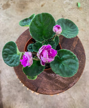 Load image into Gallery viewer, 4&quot;  African Violet “Sun Sizzle”
