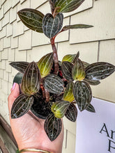 Load image into Gallery viewer, 4” Ludisa Discolor “Jewel Orchid”
