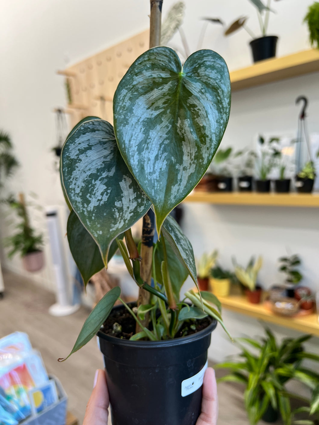 4” Silver leaf philodendrons (Philodendron brandtianum)
