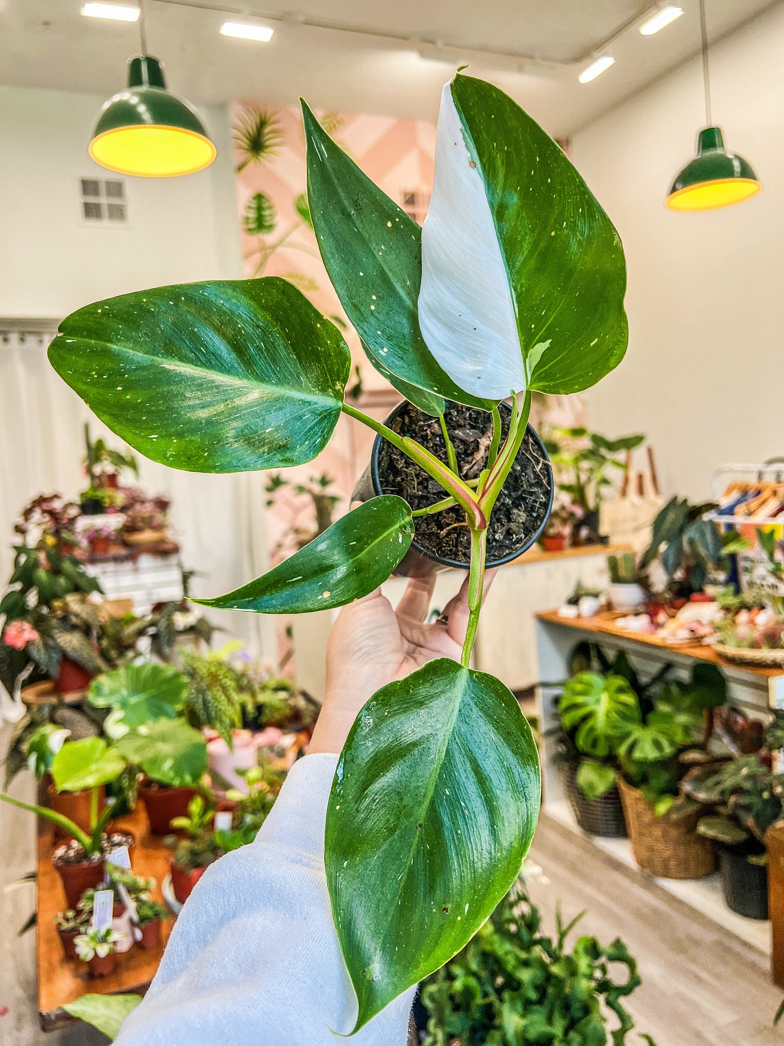 4 philodendron 4” Philodendron White Princess – Angie's Planties