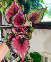 Load image into Gallery viewer, 4&quot; Begonia Rex “ Harmony’s Bloody Valentine”

