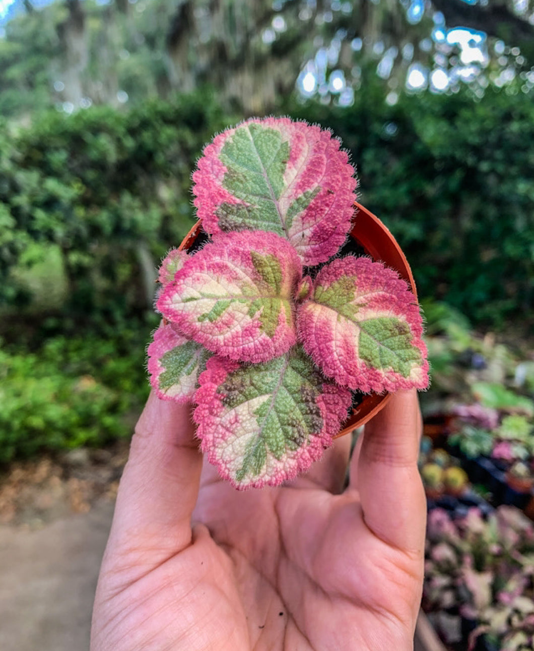 2” Episcia Pink Dreams