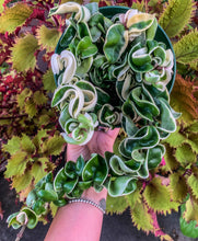 Load image into Gallery viewer, 6” Hoya Compacta Variegated &quot;Hindu Rope Variegated” Read Description
