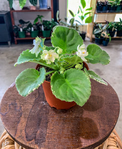 4"  African Violet "Frozen in Time"