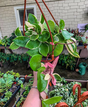 Load image into Gallery viewer, Hoya Carnosa Krimson Queen, 6&quot; Pot
