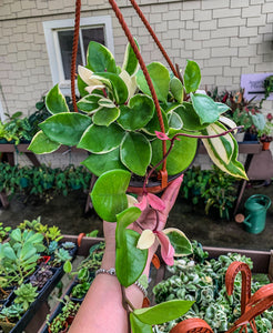 Hoya Carnosa Krimson Queen, 6" Pot