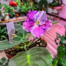 Load image into Gallery viewer, 4&quot;  African Violet &quot;Amour Elite&quot;
