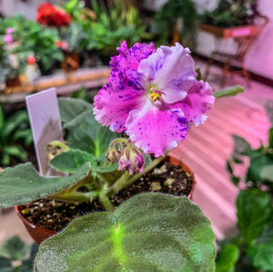 4"  African Violet "Amour Elite"