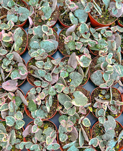 Copy of String of Hearts Variegated / Ceropegia Woodii Variegata
