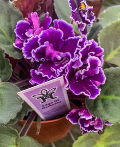 4"  African Violet "Edge of Darkness"