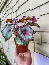 Load image into Gallery viewer, 4&quot; Begonia Rex “Harmony’s Mellow Yellow”

