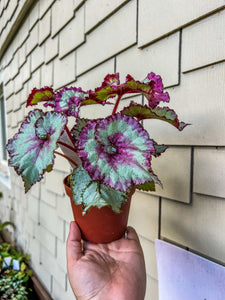 4" Begonia Rex “Harmony’s Mellow Yellow”