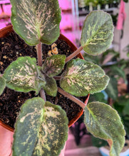 Load image into Gallery viewer, 4&quot;  African Violet &quot;Genetic Blush&quot;
