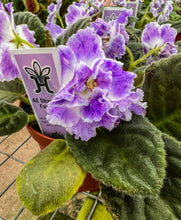 Load image into Gallery viewer, 4&quot;  African Violet &quot;AE Sharlene Fantasy&quot;
