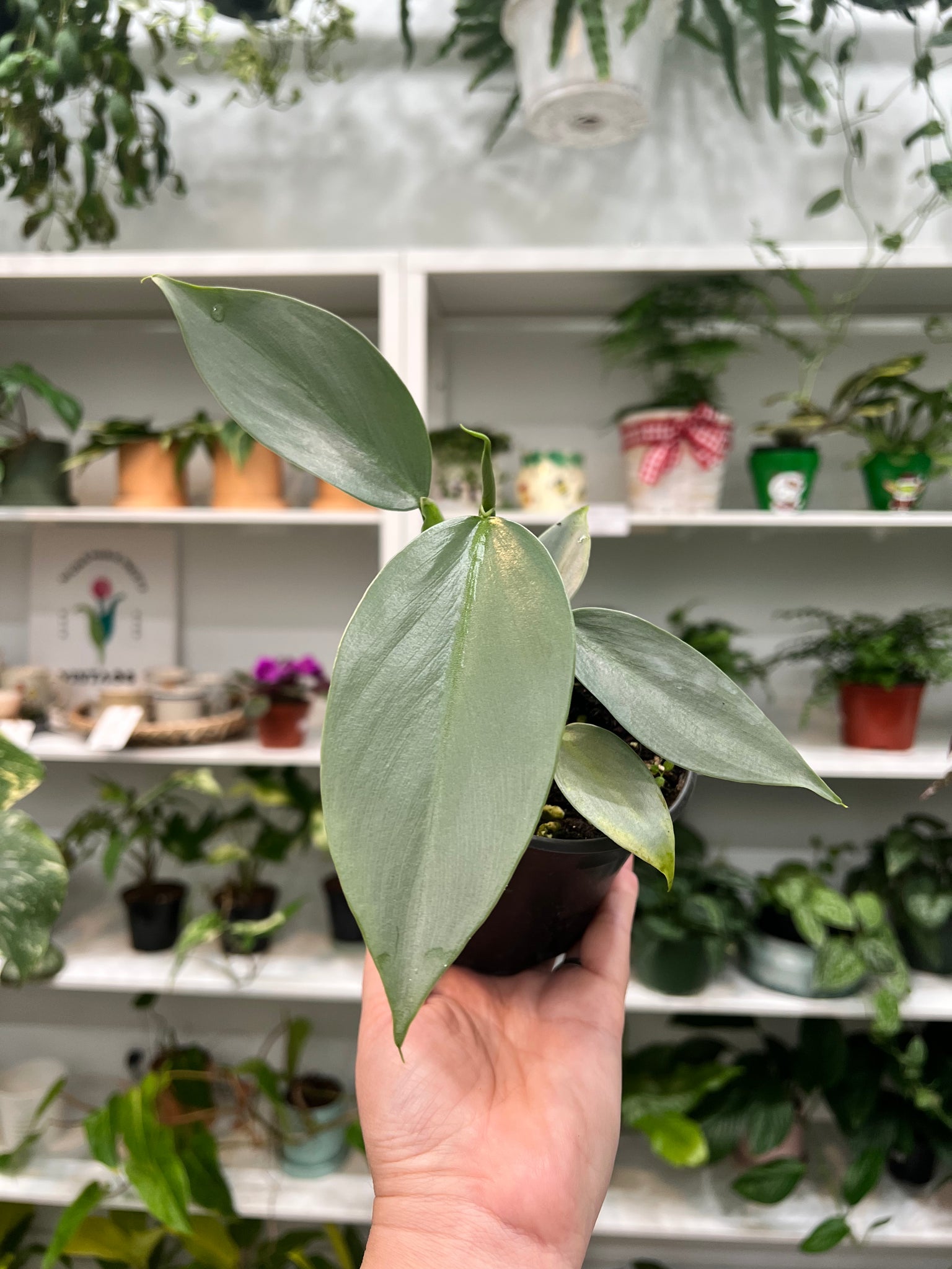 philodendron hastatum narrow Philodendron Silver Sword