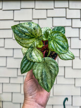 Load image into Gallery viewer, 4&quot; Peperomia Harmony’s Gold Dust / Variegated Watermelon
