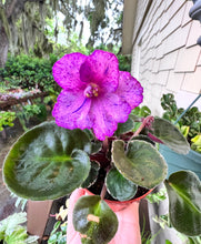 Load image into Gallery viewer, 4&quot;  African Violet &quot;Sergeant Pepper&quot;

