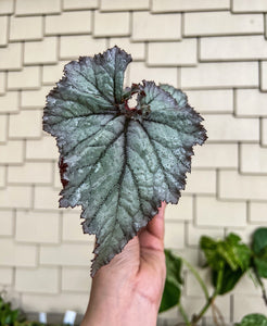 4" Begonia Rex “Harmony’s Silver Dragon”