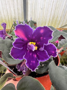 4"  African Violet "VaT Star Race”