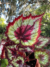 Load image into Gallery viewer, 4" Begonia Rex “Harmony’s Heart’s Desired”
