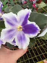 Load image into Gallery viewer, 4&quot;  African Violet &quot;VaT King of Peas&quot;
