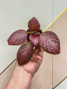 2” Pink Princess Episcia Strawberry Mist Episcia