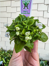 Load image into Gallery viewer, Mini African Violet “Rob’s Humpty Doo”
