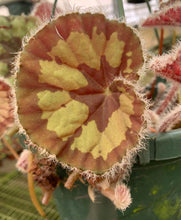 Load image into Gallery viewer, Begonia jingxiensis var mashanica
