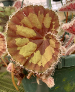 Begonia jingxiensis var mashanica