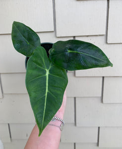 frydek elephant ear plant 4" Alocasia Frydek – Angie's Planties