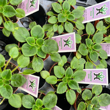 Load image into Gallery viewer, Mini African Violet “Plumbery Glow“
