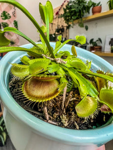 Carnivorous plant Venus Flytrap