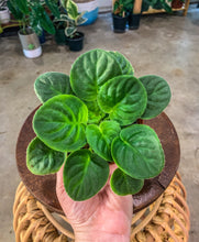 Load image into Gallery viewer, 4&quot;  African Violet &quot;Birth of Galaxy&quot;
