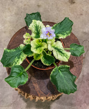 Load image into Gallery viewer, African Violet &quot;Harmony’s News Flash&quot;
