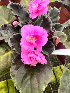 4"  African Violet “Country Cider”