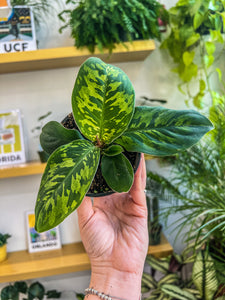 4"  Homalomena Camouflage