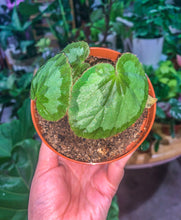 Load image into Gallery viewer, Begonia jingxiensis var mashanica
