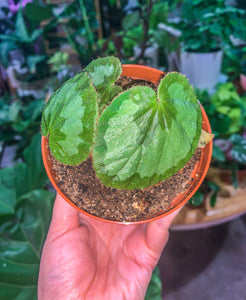 Begonia jingxiensis var mashanica