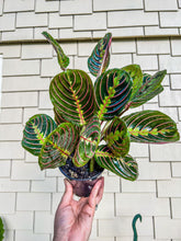 Load image into Gallery viewer, 4&quot; Maranta Red Prayer
