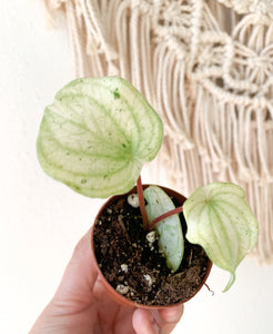 2" Peperomia Harmony’s Gold Dust / Variegated Watermelon