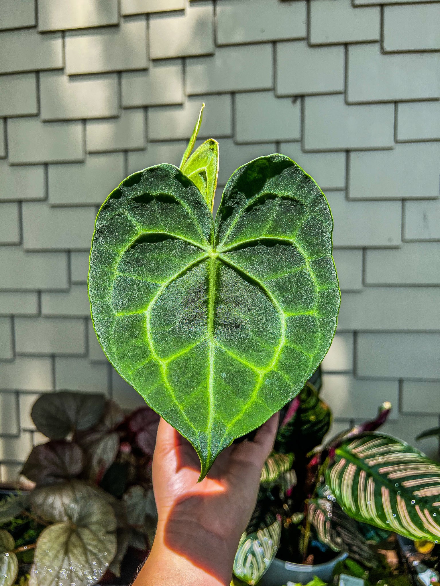 anthurium caycee Anthurium Clarinervium 4" – Angie's Planties