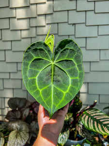 expensive anthurium Anthurium Clarinervium 4" – Angie's Planties