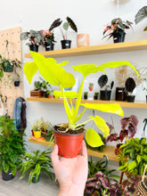 Load image into Gallery viewer, 4&quot; Philodendron warscewiczii aurea
