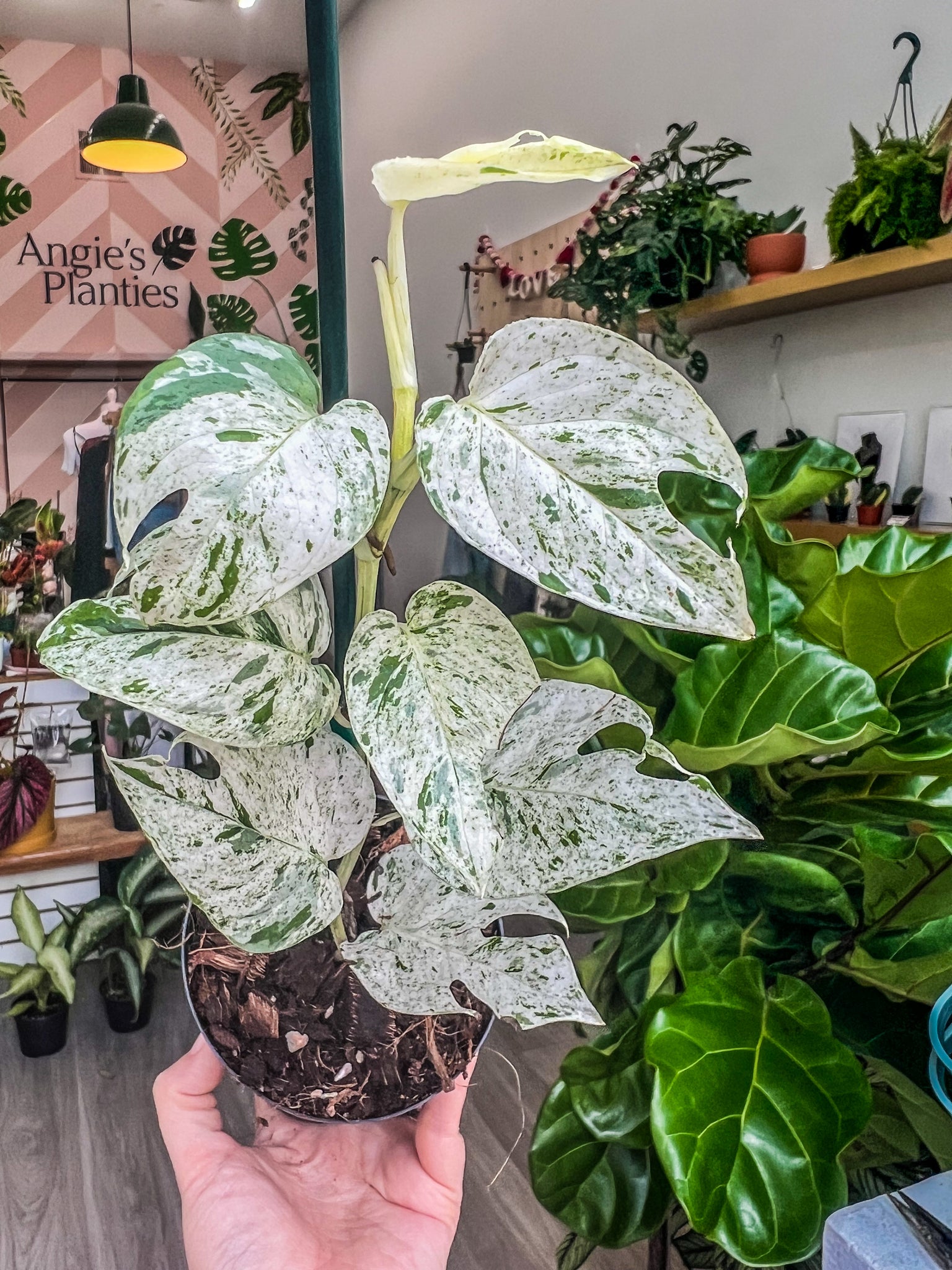 Epipremnum pinnatum variegata 'Marble'