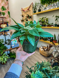 6" Cebu Blue Pothos