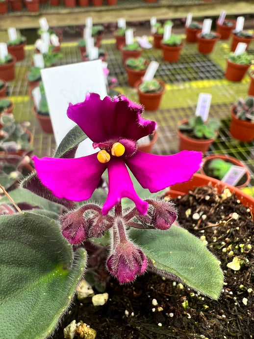 African Violets Minis Angie S Planties   Image D16dc657 14a2 40bf 8259 987e6aeaecc0 345x345@2x.heic